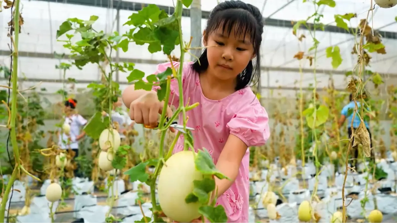 Ngày hội hái dưa | Hà Nội đến để yêu | 03/09/2025